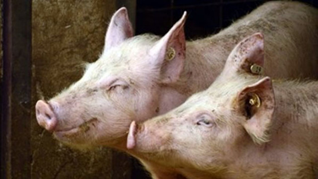 Засилени мерките в Република Сръбска заради африканска чума по свинете