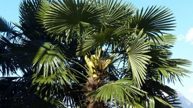 Изследователи откриха рядък вид палма, която цъфти под земята