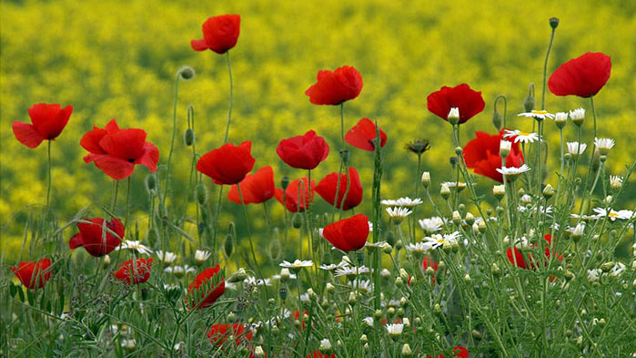 Овен Няма никакви съмнения в това, че в кръга на