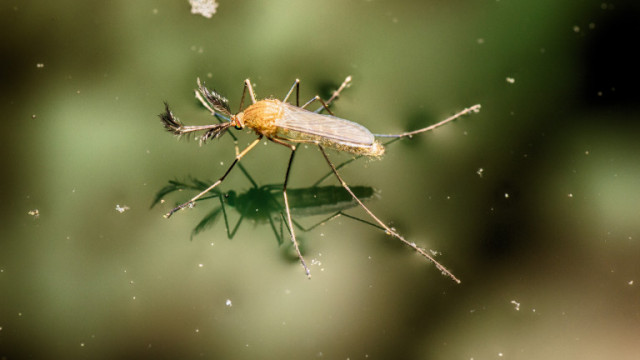 Кабинетът одобри 2.5 млн.лв за пръскане срещу комари край Дунава