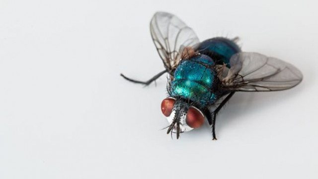 Хапещите мухи са силно привлечени от сини предмети съобщава Гардиън