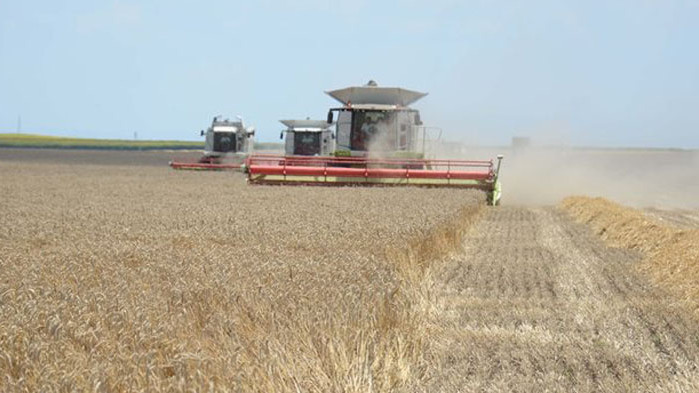 Жътвата в Добричко започна, първите добиви - 500 кг пшеница от декар