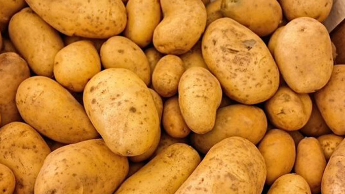 Стопанин от Карловско изрева - откраднаха му картофите направо от нивата