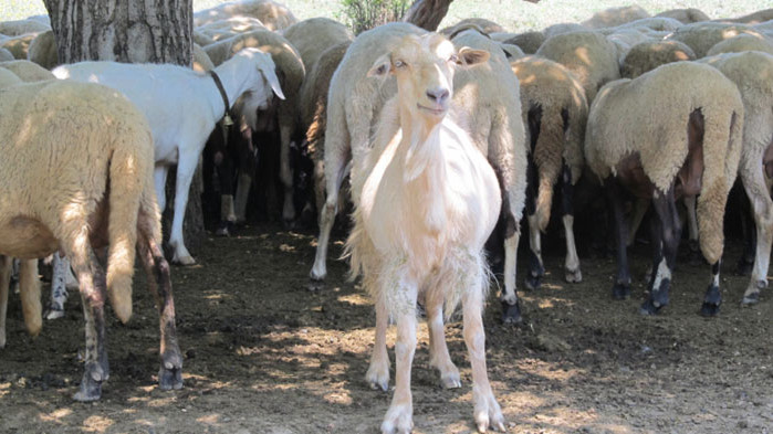 Държавата да спаси местните породи животни, настояват от Българският фермерски съюз-