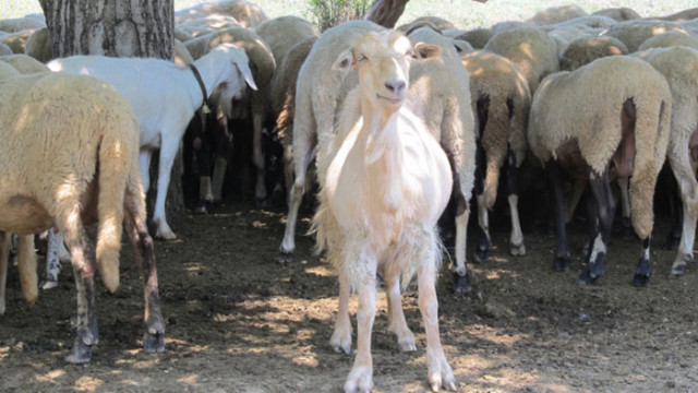 Животновъдите настояват МЗХ да спаси българските овце и кози