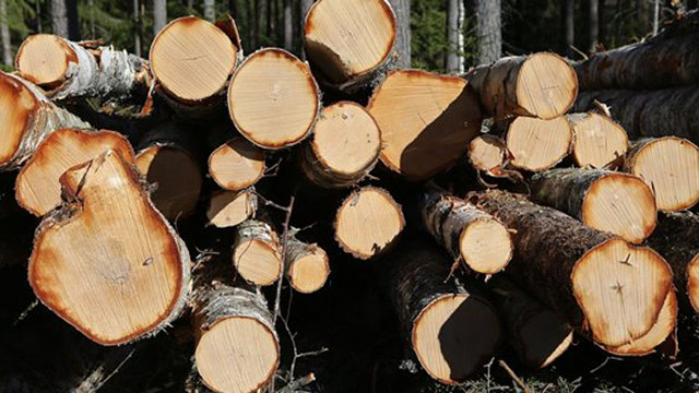 Задържаха камион с 44 кубика дърва без горска марка в Търновско