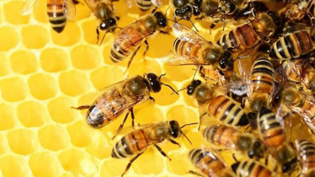 От 17 юли отварят подпомагането за сектор "Пчеларство"