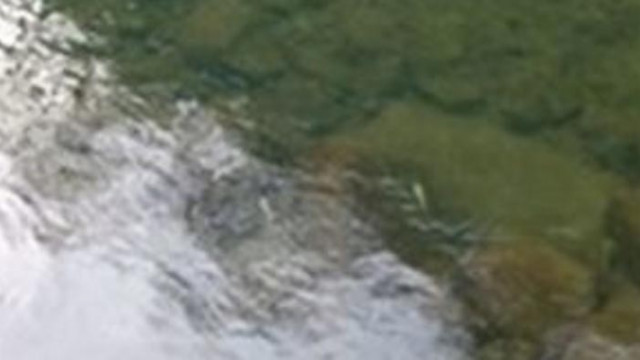 Сигнал за умряла риба по поречието на река Марица, взимат водни проби