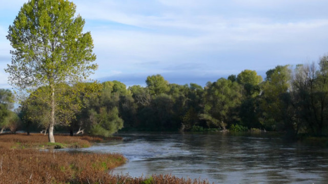 БДИБР проверява сигнал за умряла риба в река Марица