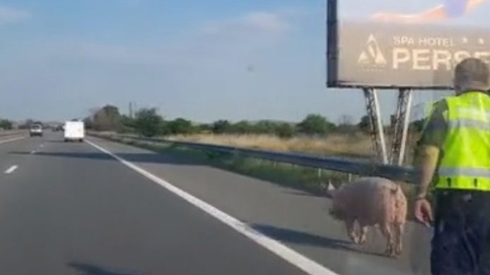 120-килограмово прасе предизвика неочаквана суматоха на пътното платно на магистрала