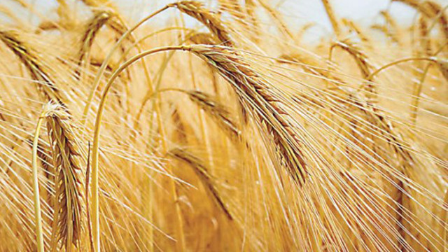 Хлебната пшеница поевтинява