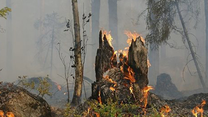 Над 90% от пожарите в горите са възникнали заради небрежност или бездействие