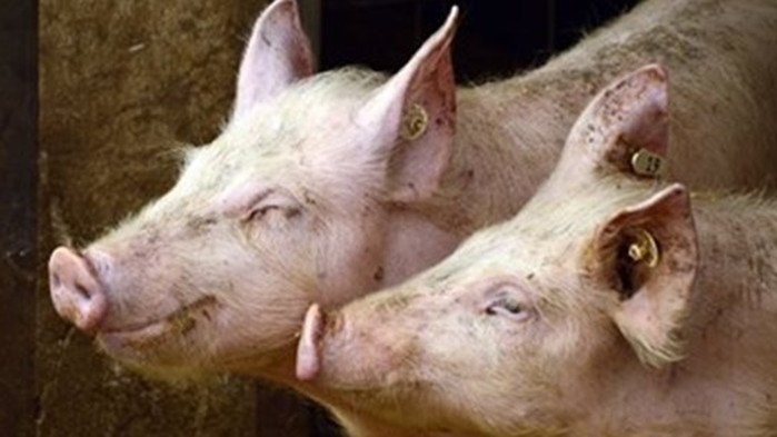 Африканска чума по свинете в 97 ферми в Хърватия
