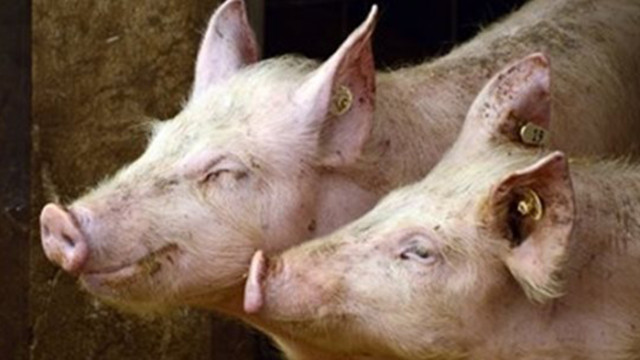 Потвърдена е африканска чума по свинете в 97 ферми в