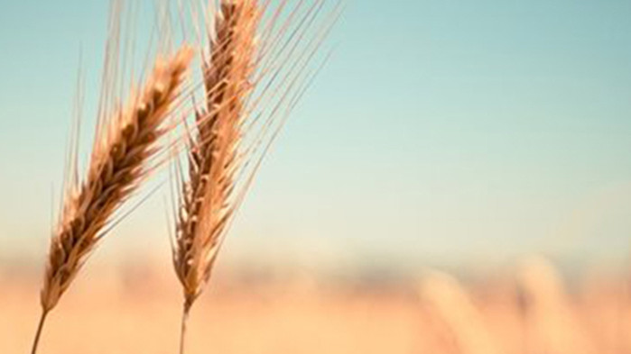 След като Русия напусна черноморската зърнена сделка, цените на пшеницата продължават да растат