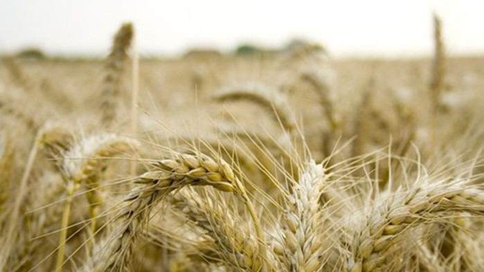 Украйна порица "неприятелския ход" на Полша за удължаване на забраната за внос на украинско зърно
