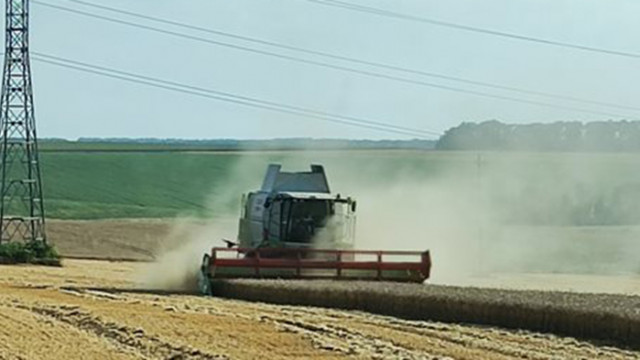 Добруджа даде средно 550 кг от декар пшеница при 80 % ожънати площи