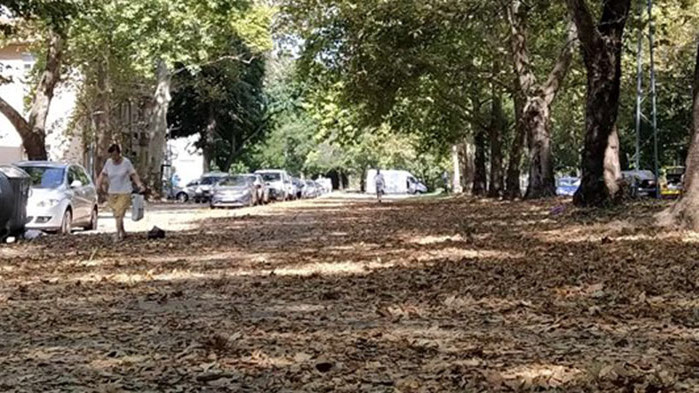 Невиждан листопад посред лято в Пловдив, вековни чинари може да загинат