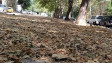 Невиждан листопад посред лято в Пловдив, вековни чинари може да загинат