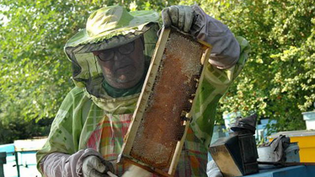 Пчеларите могат да поискат помощ до утре Доплащане от близо