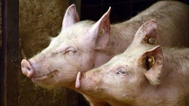 Заради африканска чума по свинете засилват мерките по контрол и във Велико Търново