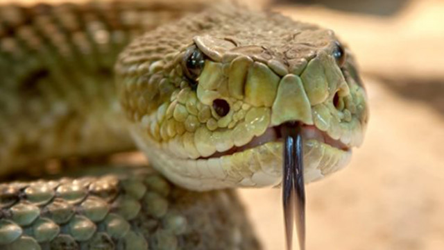 5 милиона годишно ухапани от змии - топлото време прави риска по-голям