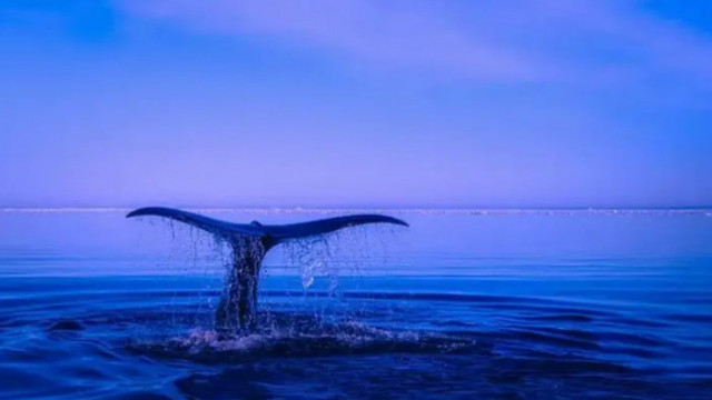 Близо 100 китове гринди са загинали след като са изхвърлени