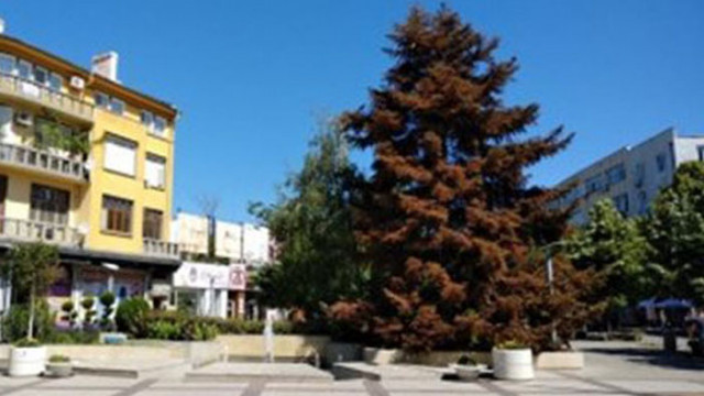 Живата елха в центъра на Бургас изсъхна заради високите температури