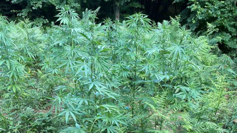 Разкриха нива с марихуана в самоковското село Шипочане, информира МВР