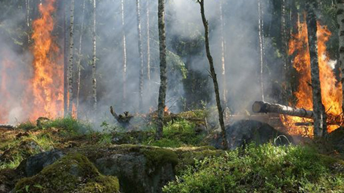 Пожар от Турция е навлязъл на българска територия в района