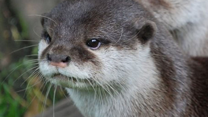 Агресивна видра рани трима души в САЩ, съобщи АФП. Една