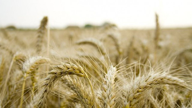 Украйна е изнесла 2,56 милиона тона зърно досега