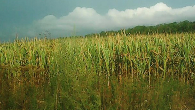 Производителите в Добричка област подават заявления за пропаднали площи царевица