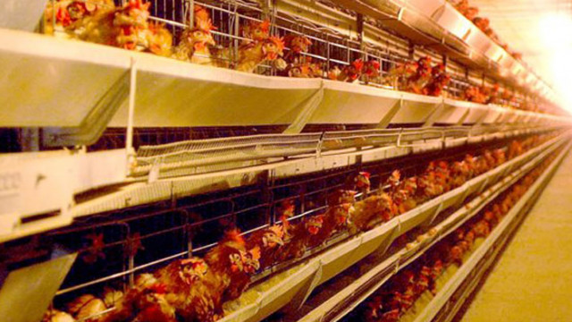6,5 млн. кокошки снасят всеки ден в 193 ферми