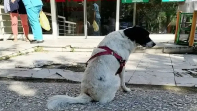 Куче прекара два дни пред болницата в Прилеп Северна Македония