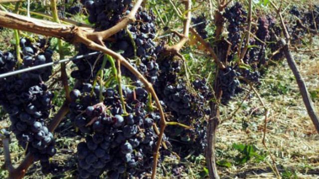 Драстичен спад на гроздовата реколта очакват производители от Югозападна България