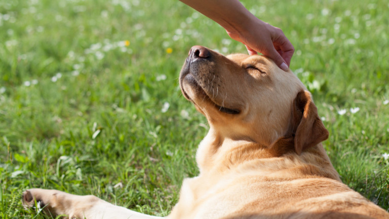 Сред всички животни, които могат да бъдат домашни любимци, хората