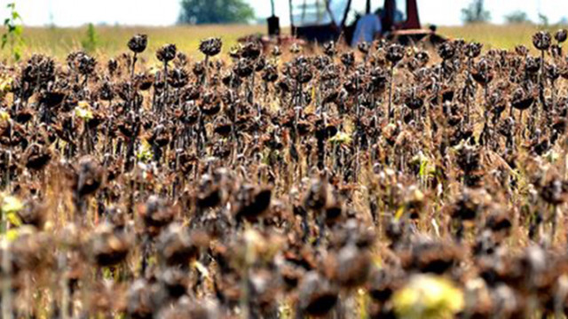 Слънчогледът се срина – цената му наполовина по-ниска за една година