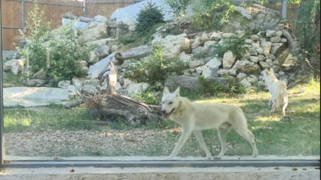 Напълно готови са новите местообитания на някои от животните в Зоокъта във Варна