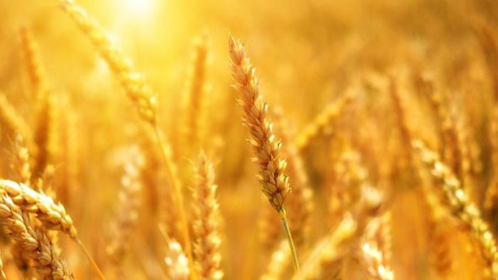 ЕС може да наложи санкции на Полша заради украинското зърно.