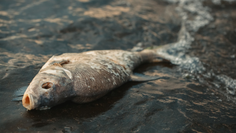 Мъртва риба изплува в река Черна в смолянския квартал Устово. В