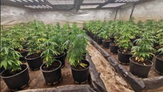 Варненската полиция разкриха две оранжерии за отглеждане на марихуана в две села край Варна
