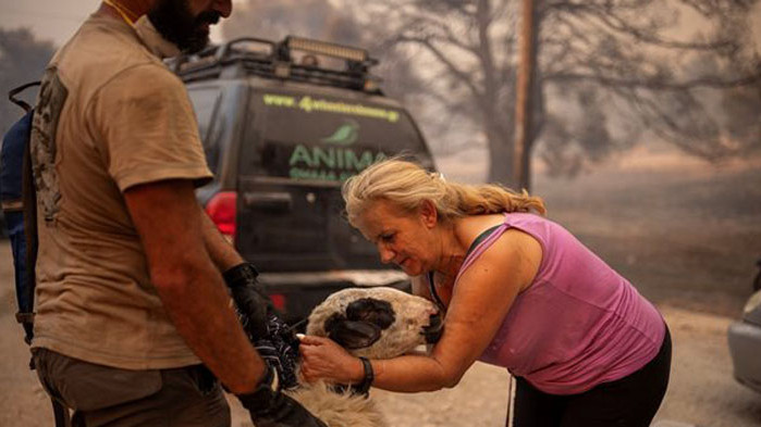 Загинали хора, изпепелени гори и апокалиптични гледки в Гърция (СНИМКИ)