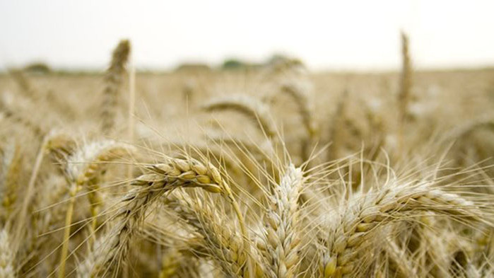 Румъния иска от ЕК удължаване на ограниченията за внос на зърно от Украйна