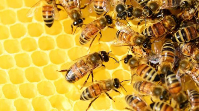 Специалисти откриха мумифицирани пчели на почти 3000 години на Югозападния