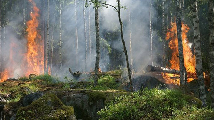 Общо 167 пожара са ликвидирани в страната през последното денонощие,