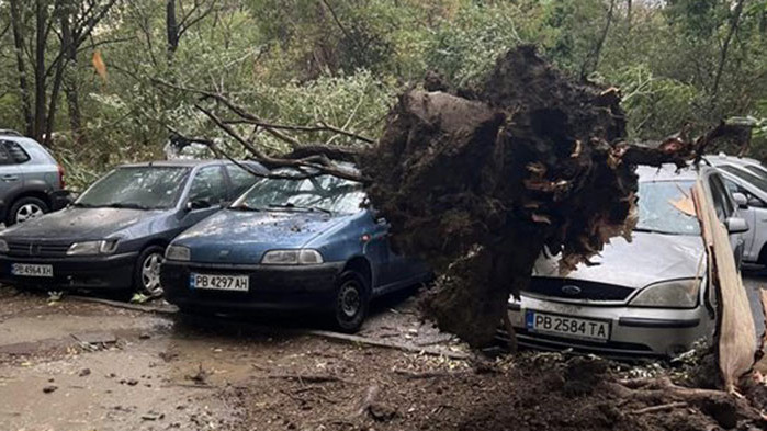 Силна буря в пловдивския район "Тракия", дърво падна и затисна коли