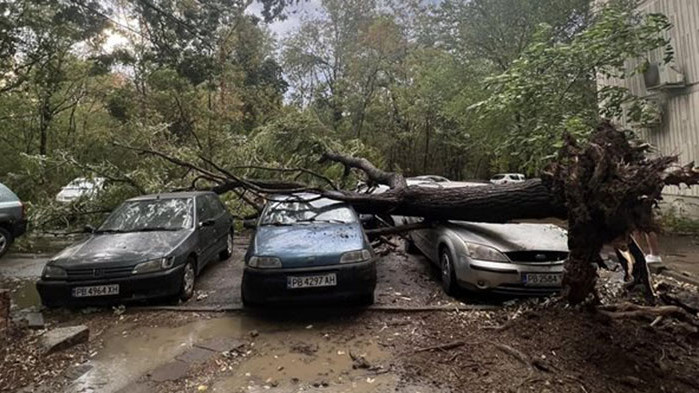 Силна буря в пловдивския район "Тракия", дърво падна и затисна коли