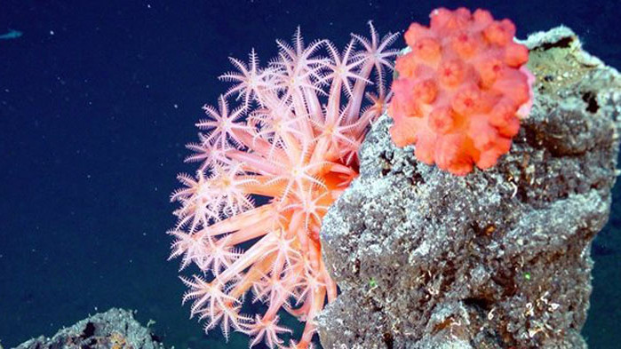 Екип от британски еколози и морски биолози от университета Джон