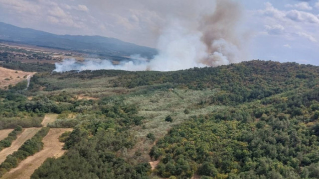 Пожар гори в борова гора в землището на село Михилци
